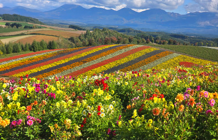 Colorful flower fields in Hokkaido, Japan, with mountains in the background under a blue skyの写真素材