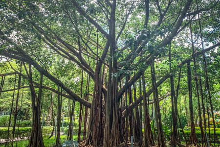 This stunning banyan tree showcases a network of aerial roots, creating a unique and impressive natural displayの写真素材