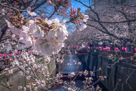 Cherry blossoms bloom over a river in Tokyo, Japan, during the spring seasonの写真素材