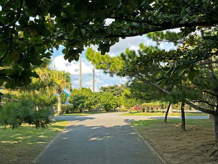 A paved walkway winds through a vibrant park filled with diverse trees and manicured lawns under a bright blue sky with fluffy cloudsの写真素材