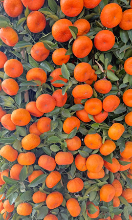 Abundant ripe tangerines with vibrant green leaves create a lush, natural background
