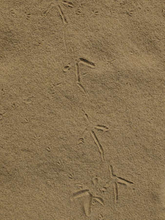 Small and large bird footprints in the sand on a sunny dayの写真素材