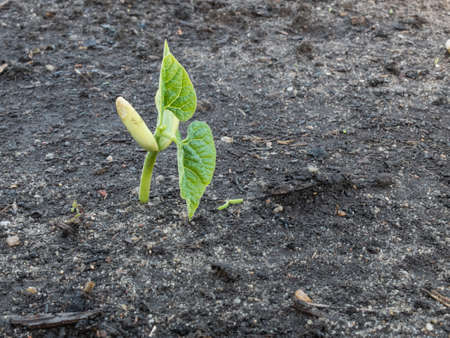 Closeup of organically grown runner bean sprout growing on garden plot soft focus background