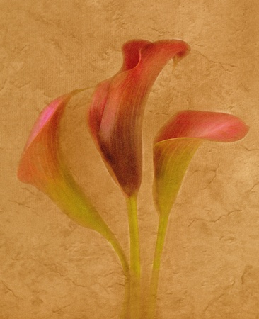 Calla Trioの写真素材