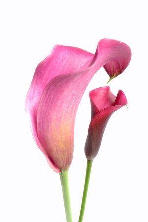 Calla - pinkの写真素材