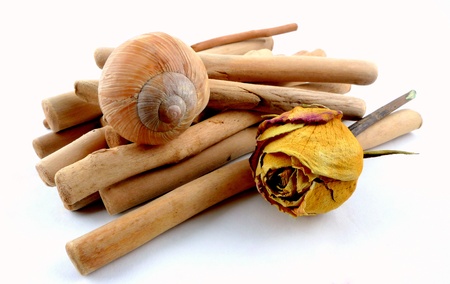 naturalsの写真素材