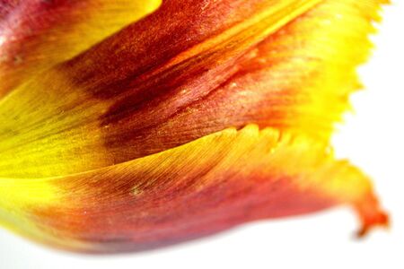 Tulips macroの写真素材