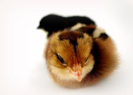 New Lifeの写真素材