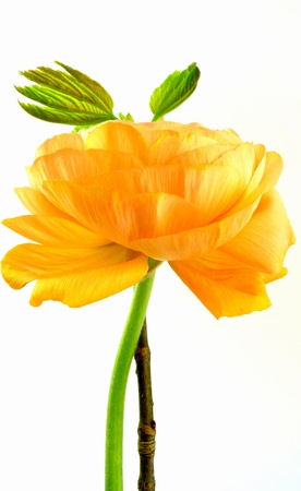 Ranunculusの写真素材