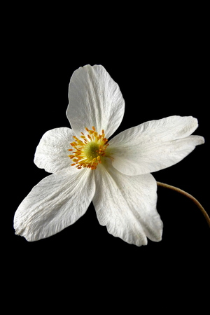 Anemoneの写真素材