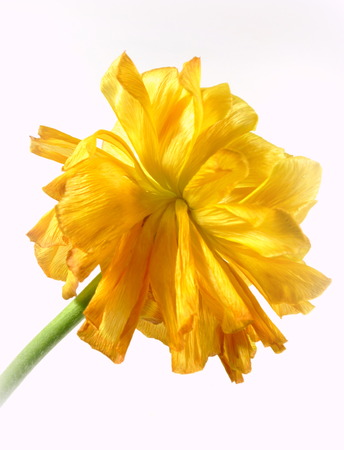ranunkulus