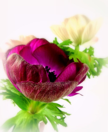 anemone anemone