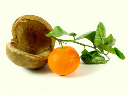 mandarin with nutshell
