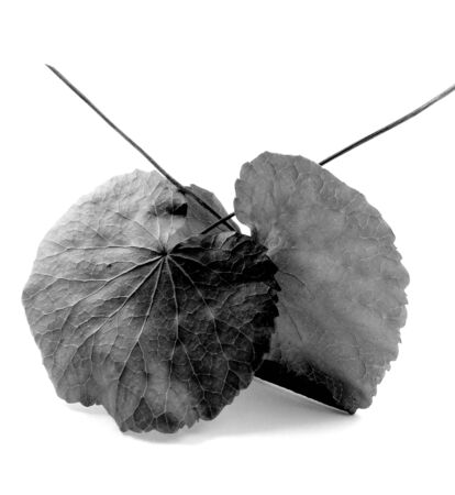 two dried leavesの写真素材