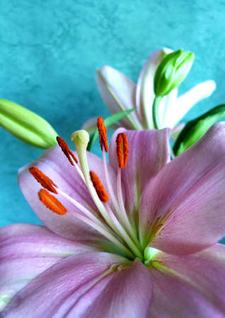 pink lilyの写真素材