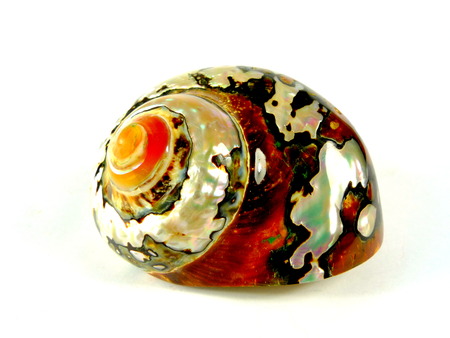 sea snail