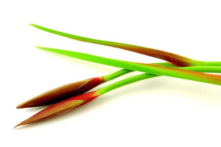 iris budsの写真素材