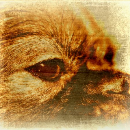 vigilantの写真素材