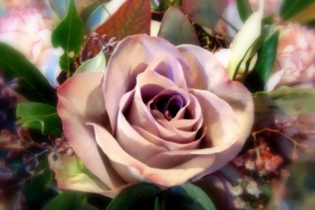 roses bouquetの写真素材
