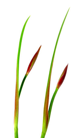 iris budsの写真素材