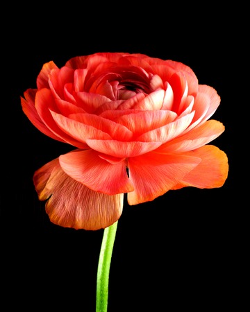 ranunculus