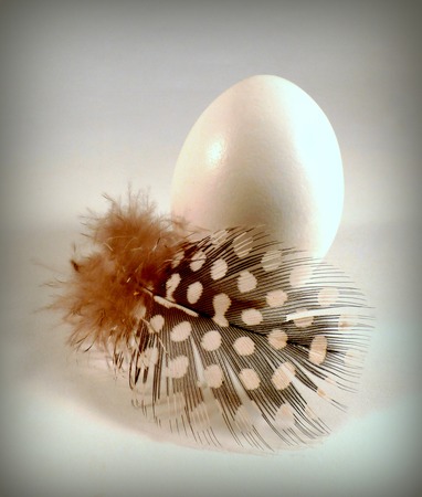 chicken egg with featherの写真素材