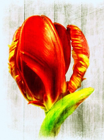 parrot tulipの写真素材