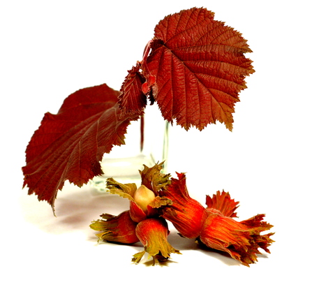 red hazel