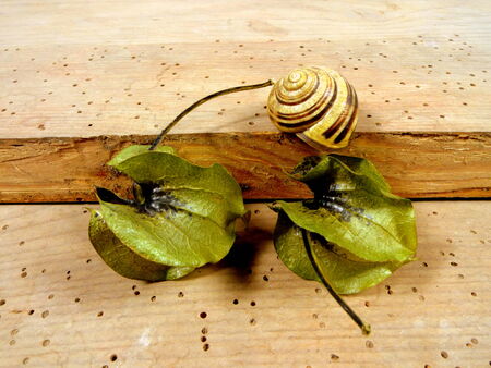 naturalsの写真素材