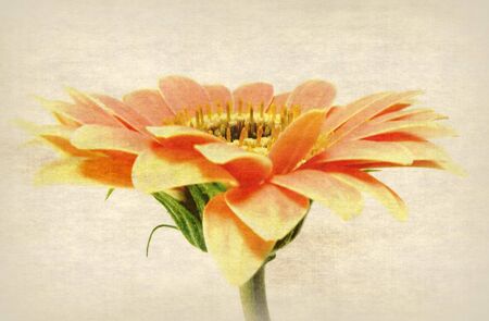 gerberaの写真素材