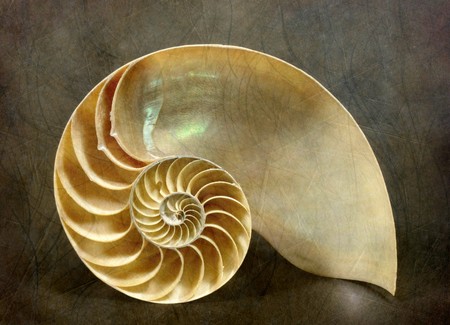 nautilus shellの写真素材