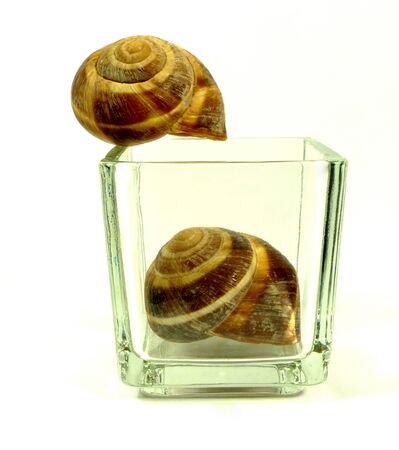 snailの写真素材