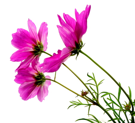 cosmeaの写真素材