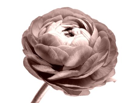 ranunculusの写真素材