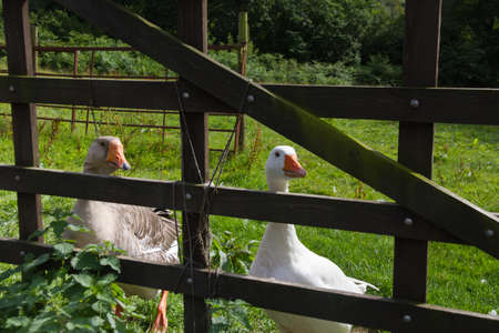 Geese guarding the gateway.の写真素材