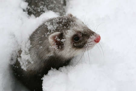 Cute ferret in winter playing with snowの写真素材