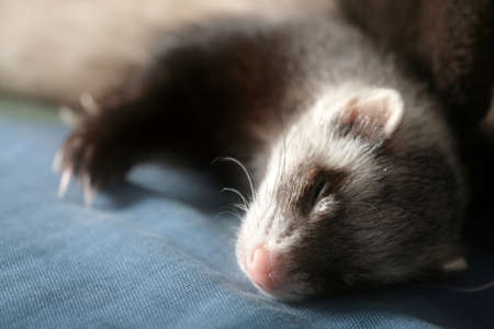 Ferret - home pet sleeping at home on sofaの写真素材