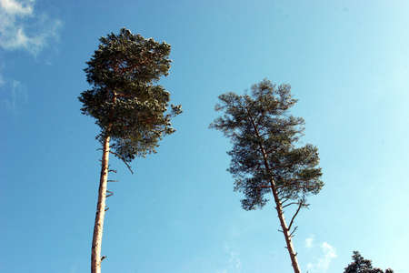 Pine tree top in winter sunny day on skyの写真素材