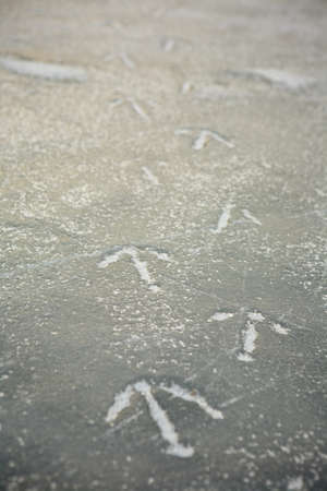 Bird traces frozen in previously melted ice on natural lakeの写真素材
