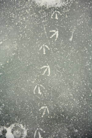 Bird traces frozen in previously melted ice on natural lakeの写真素材
