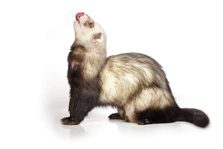 Standard color ferret on white background posing for portrait in studioの写真素材
