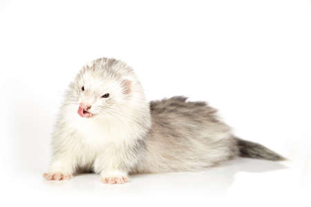 Angora ferret on white background posing for portrait in studioの写真素材