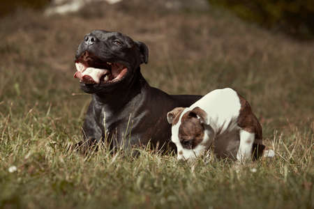 Couple of adult Staffordshire bull terrier dog with little friend