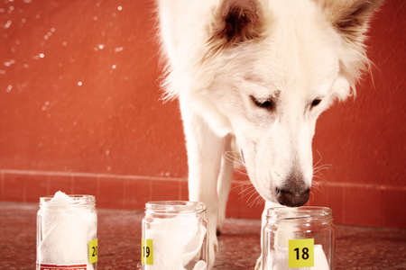 Examination of odor traces by police dog on locationの写真素材