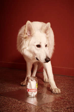 Police identification of odor traces by dog on location