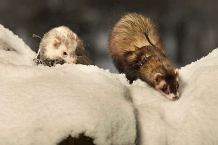 Ferret couple posing and enjoying winter time in park