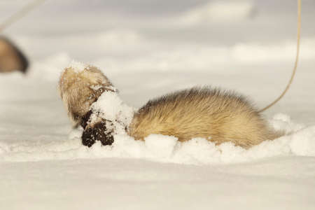 Ferret in snow posing and enjoying winter time in parkの写真素材