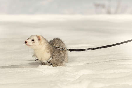 Ferret on leash posing and enjoying winter time in parkの写真素材