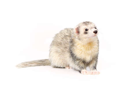 Nice silver ferret on white background posing for portrait in studioの写真素材