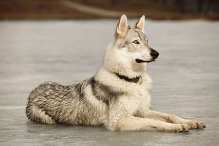 Eight months old wolfdog male puppy laying on ice